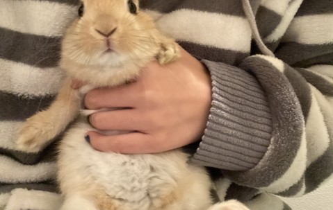 九游电脑版安装包-虎兔是什么字